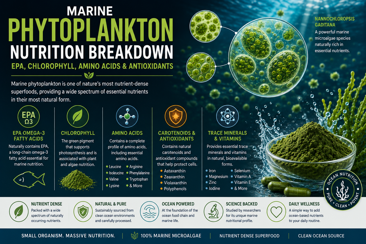 Marine phytoplankton nutrition breakdown educational image showing EPA omega-3 fatty acids, chlorophyll, amino acids, antioxidants, carotenoids, and marine microalgae nutrients.