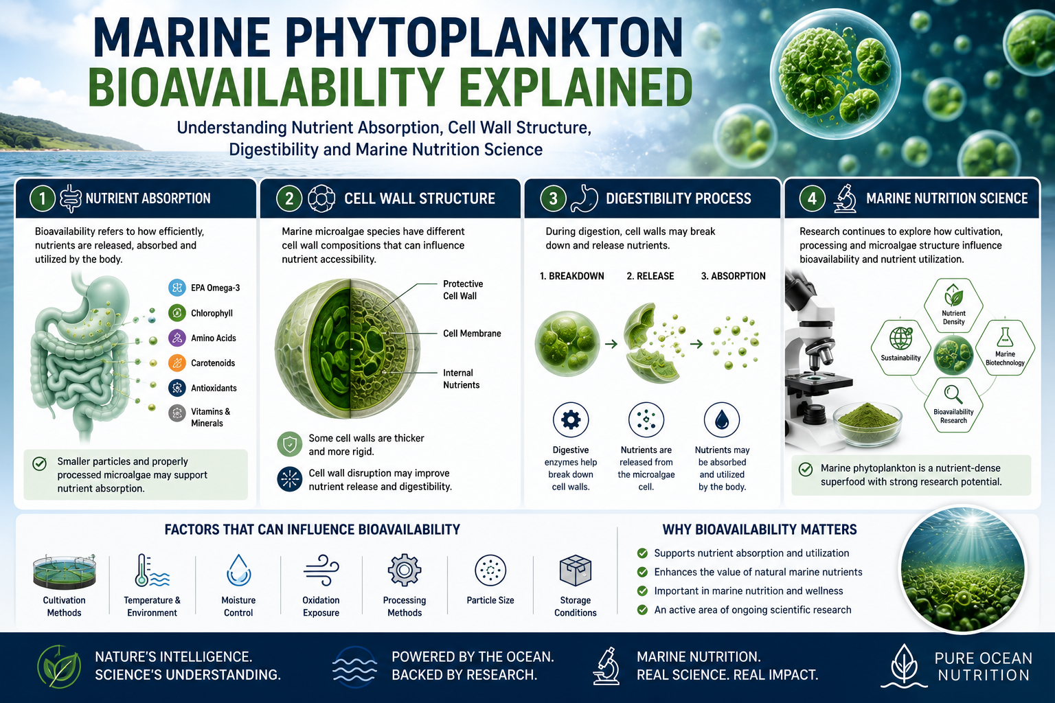 Marine phytoplankton bioavailability educational image showing nutrient absorption, cell wall structure, marine microalgae digestion, particle size, and marine nutrition science.