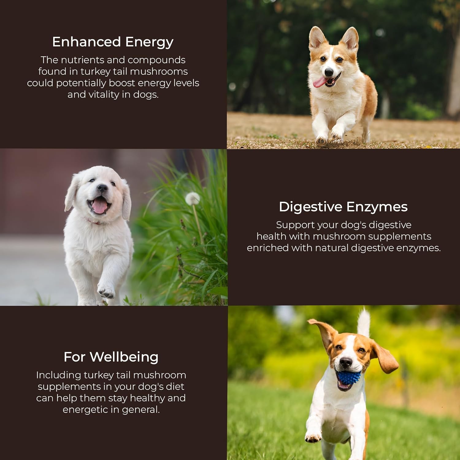 Natural Turkey Tail Mushroom Powder for Dogs - 3.5 oz (77 Scoops)