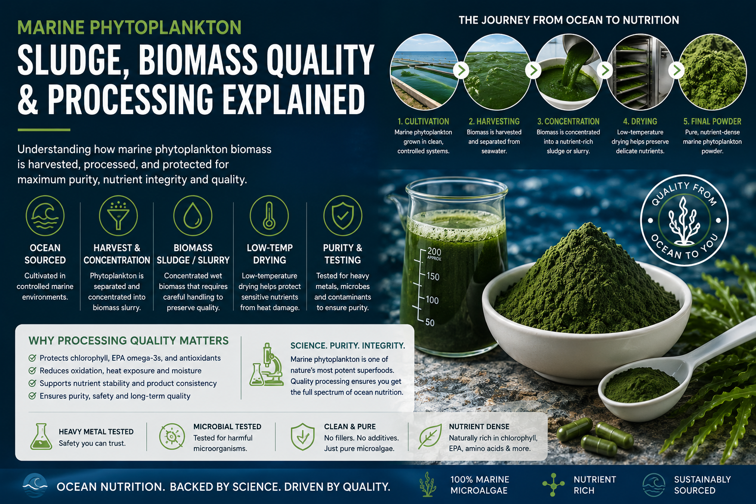 Marine phytoplankton sludge and biomass quality educational image showing microalgae processing, ocean nutrition science, algae harvesting, purity testing, and marine phytoplankton production.