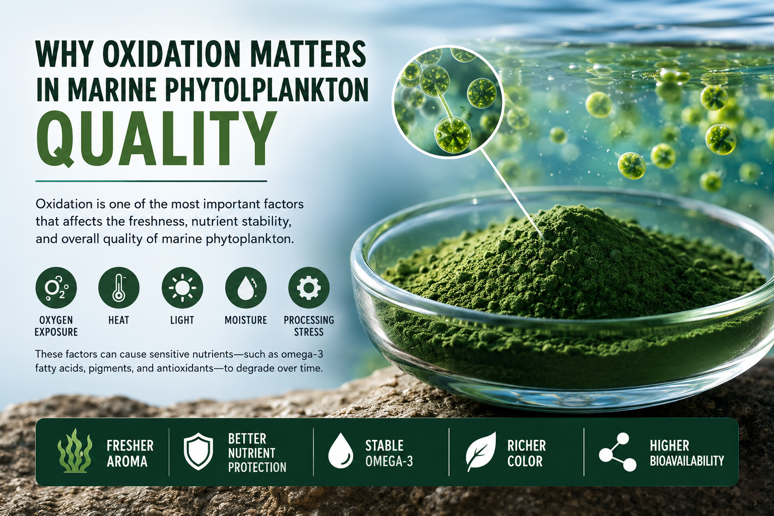 Marine phytoplankton cultivation and oxidation stability illustration showing microalgae production systems, oxygen exposure, nutrient preservation, omega-3 sensitivity, and controlled photobioreactor processing.